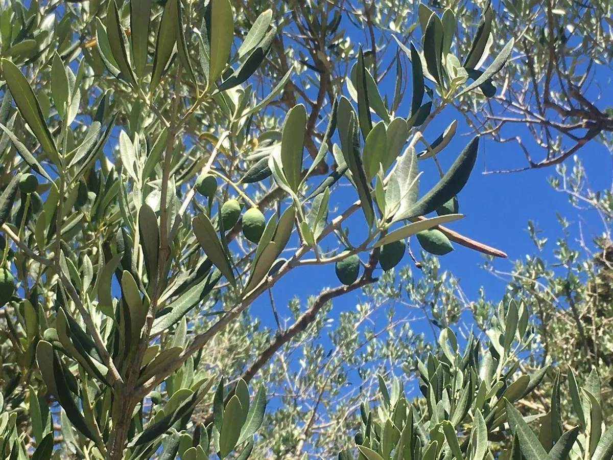 別荘 Casula Mediterranea マリ・ロシニュ